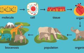 درصد زیست جانوری